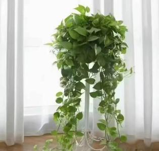 臥室里適合養什么綠色植物 常青藤利于事業好意頭