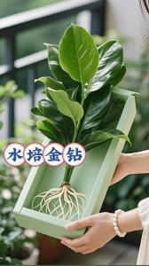 金鉆能放在財位嗎,大葉金鉆適合在家里養嗎
