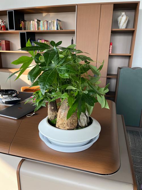 有利于提升工作運勢的綠植辦公室擺放