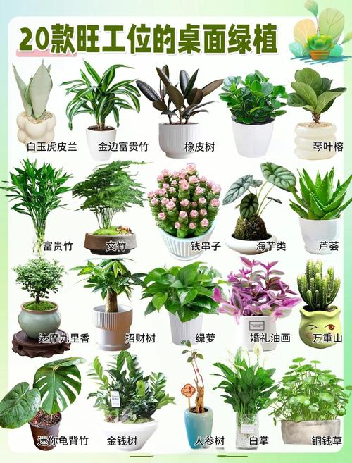 辦公桌擺放什么植物風(fēng)水好 哪些有助事業(yè)發(fā)展