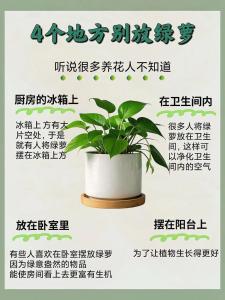 辦公室忌諱放什么植物 哪種不能擺放不吉利