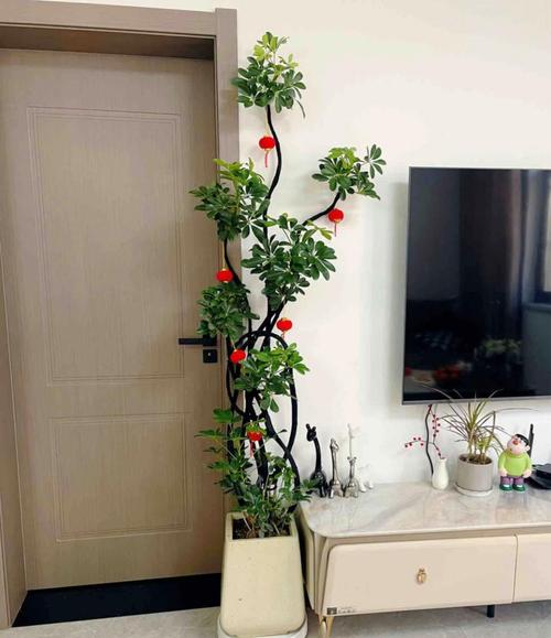 電視旁邊放什么植物風水好