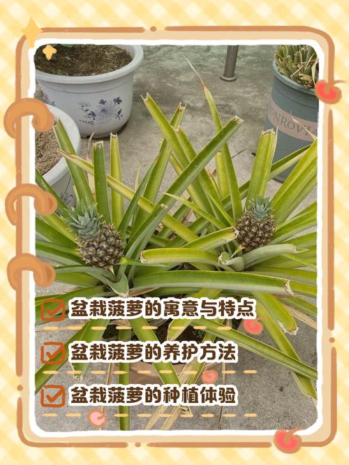 種木菠蘿樹有什么講究風水