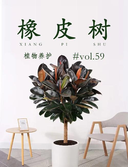 植物風水：橡皮樹養殖方法和注意事項