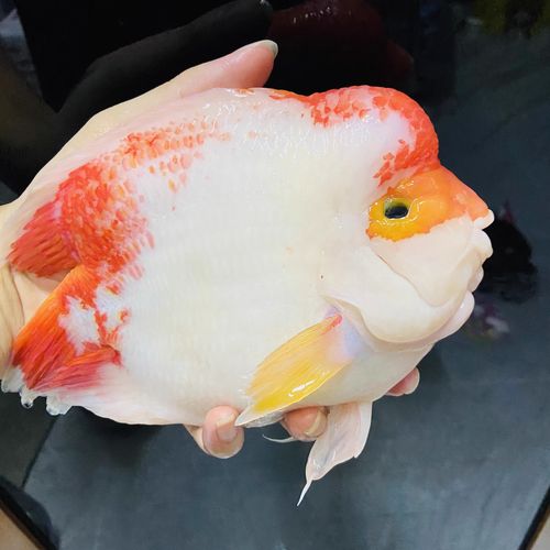 財(cái)神魚養(yǎng)殖，白財(cái)神魚怎么養(yǎng)