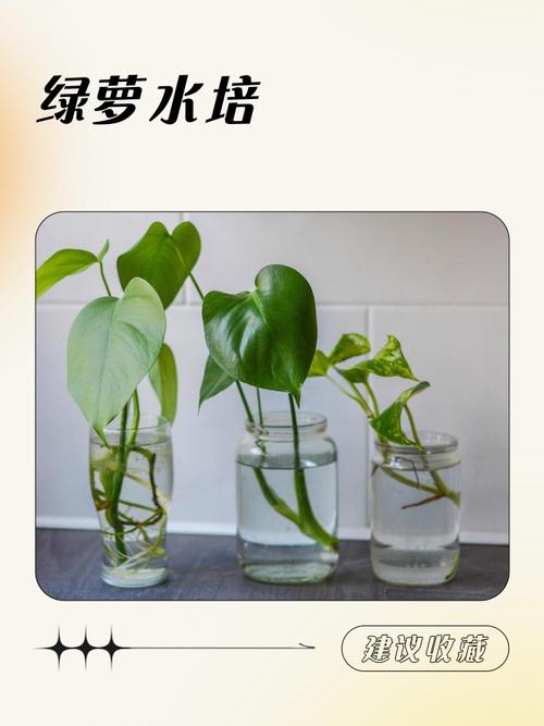 常見植物，綠蘿怎么養長得快