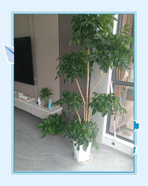 家居植物擺設(shè)與婚姻的關(guān)系