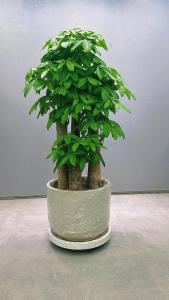 辦公室的五大吉祥風水植物