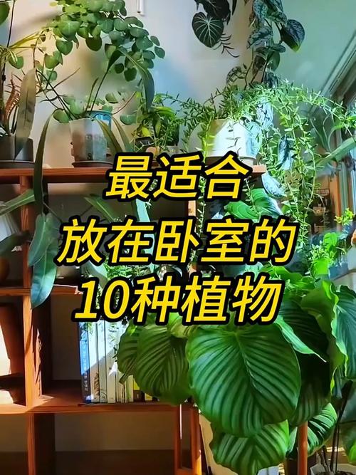 臥室里放哪些植物可以改善爛桃花