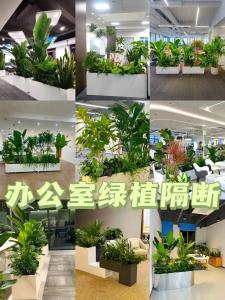 辦公室內(nèi)的屏風(fēng)與植物的擺放