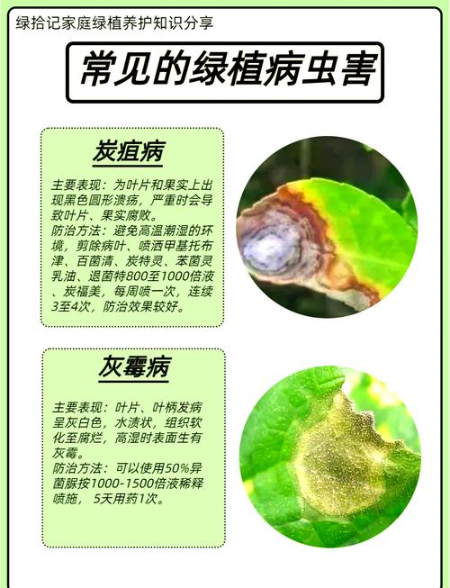 富貴樹長蟲怎么辦？專業除蟲法教你