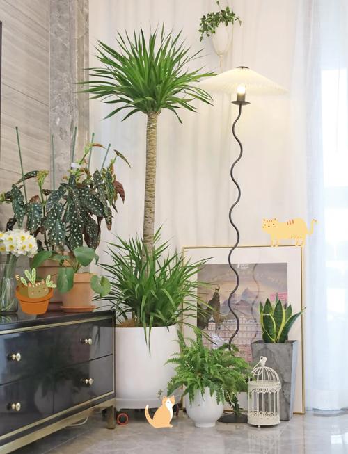 客廳東北角擺放什么好，植物還是工藝品？