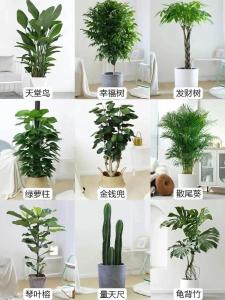 植物風水說：18種有毒的植物室內不能擺