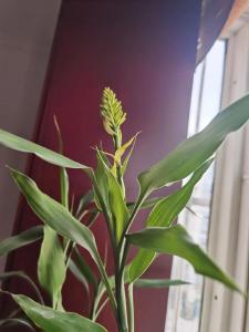 富貴竹會開花嗎？據說開花不易見