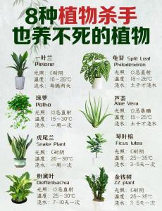 家里養什么植物風水好？風水好的植物作用大全
