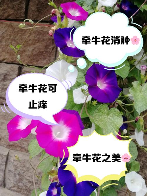 牽牛花有什么風水禁忌嗎