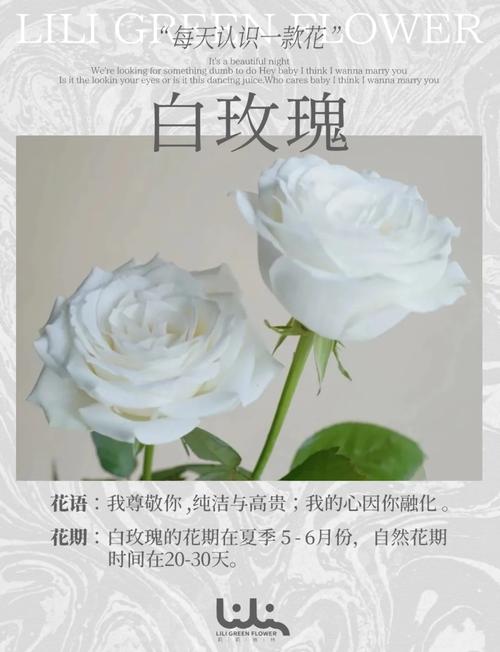 白玫瑰不能隨便送人