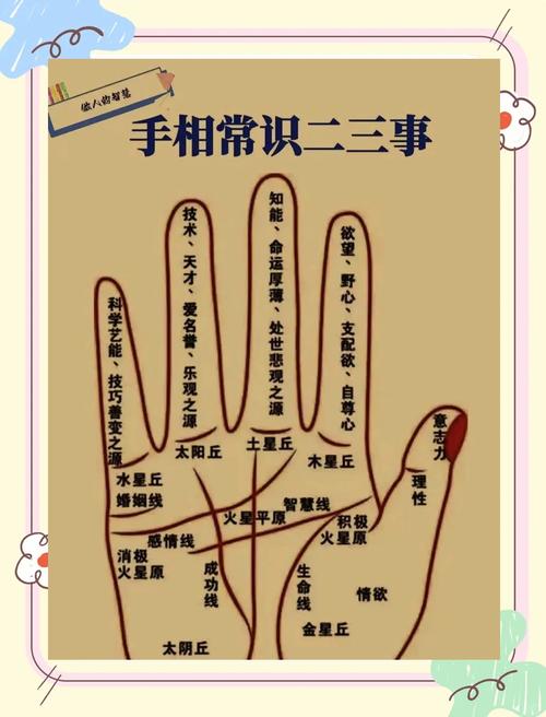 《手相學習百科》：指尖與指節