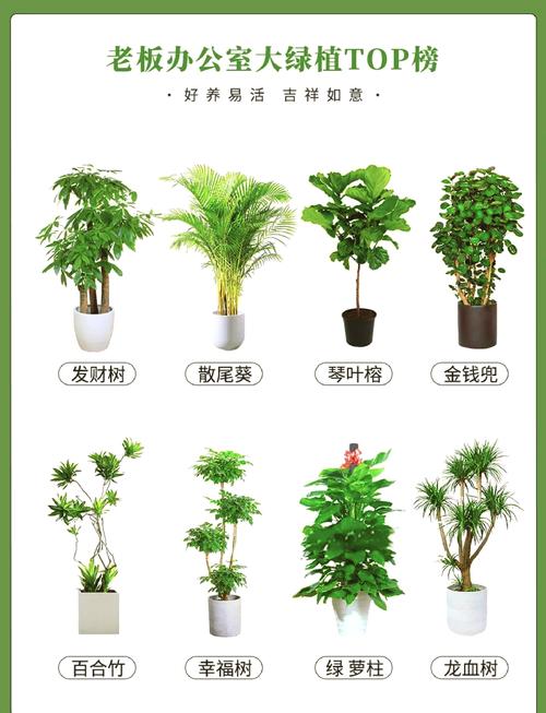 辦公桌植物擺放有哪些講究？