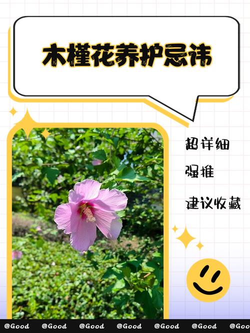 木槿養(yǎng)家中忌諱