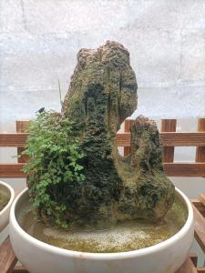 吸水石放哪個位置招財