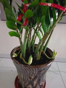 金錢樹開花不吉祥嗎