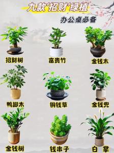 經(jīng)理辦公室放什么風(fēng)水盆栽能招財(cái)