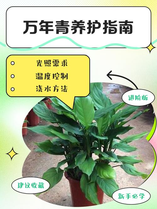 風(fēng)水萬年青的養(yǎng)殖方法和注意事項(xiàng)
