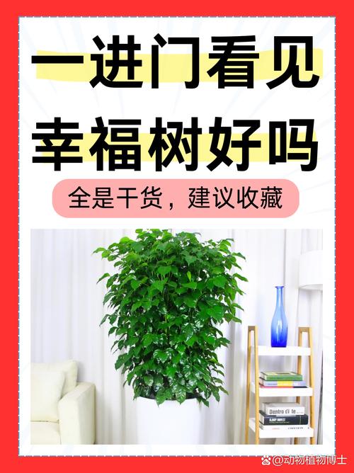 風水解說：幸福樹應(yīng)擺在哪里