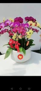招財轉運花有哪些花卉
