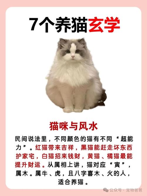 家中養貓風水知識大全
