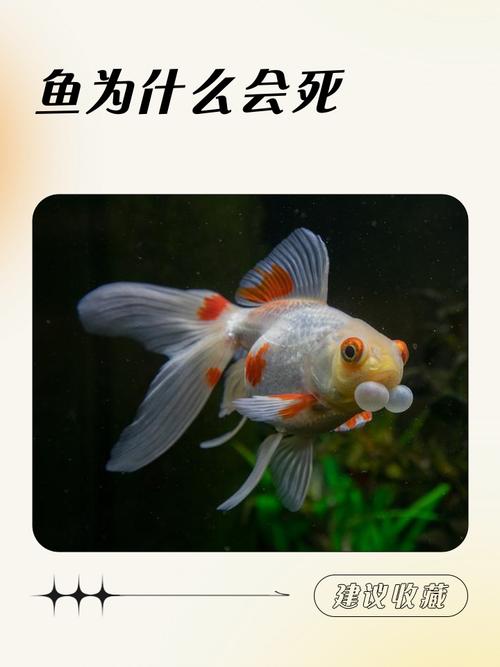 風(fēng)水魚死了怎么辦？不要輕易拿去喂貓！