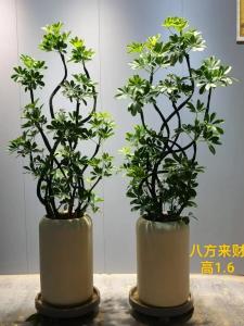 辦公室風(fēng)水植物擺放講究