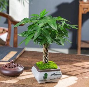 辦公室桌上放什么植物風(fēng)水好 擺放招財(cái)樹