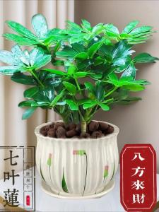 什么是鵝掌木