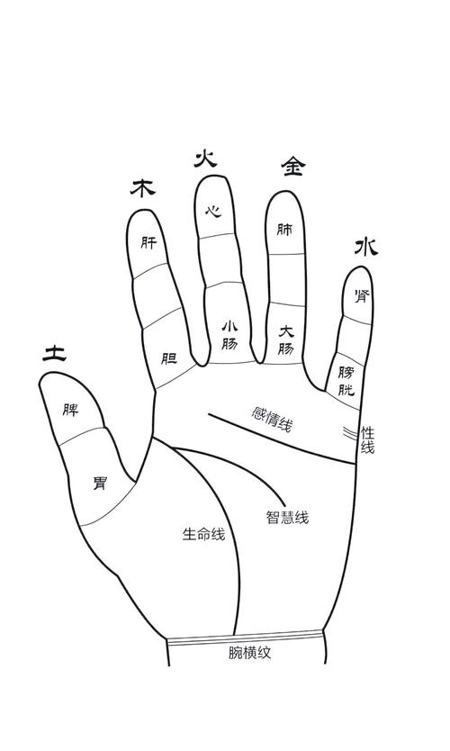 手相入門基礎知識（二）：認識五根手指的陰陽五行