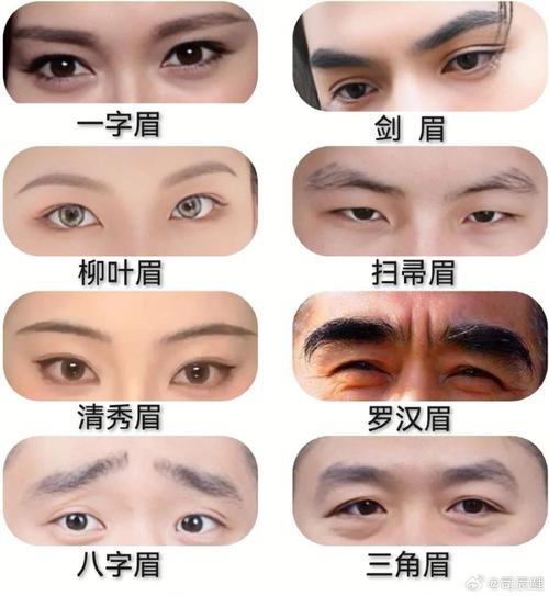 眉形透露你有多少兄弟姊妹