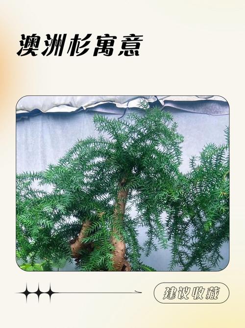 澳洲杉系紅布風水講究