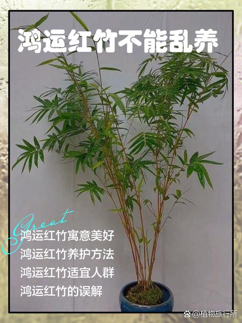 屋后種竹子 有什么風(fēng)水禁忌