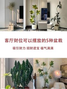 客廳財(cái)位放什么最旺財(cái) 對(duì)財(cái)運(yùn)最吉利