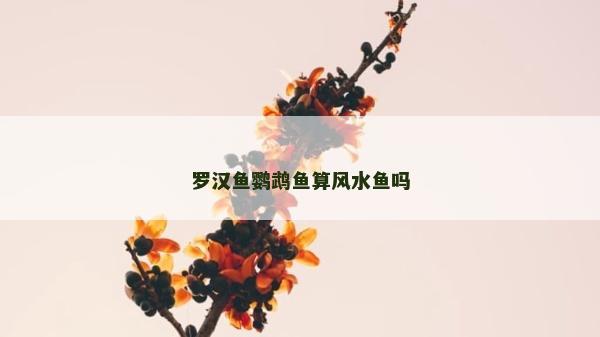 羅漢魚鸚鵡魚算風(fēng)水魚嗎