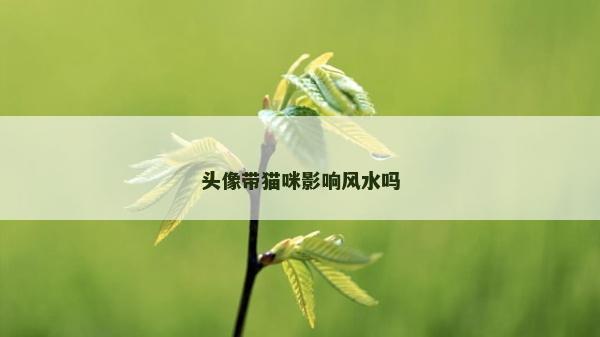 頭像帶貓咪影響風(fēng)水嗎