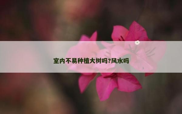 室內(nèi)不易種植大樹(shù)嗎?風(fēng)水嗎 室內(nèi)不易種植大樹(shù)嗎?風(fēng)水嗎