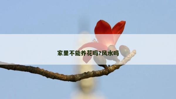 家里不能養(yǎng)花嗎?風(fēng)水嗎