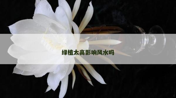 綠植太高影響風水嗎