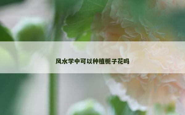 風水學中可以種植梔子花嗎