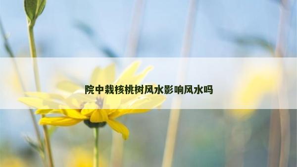 院中栽核桃樹風(fēng)水影響風(fēng)水嗎