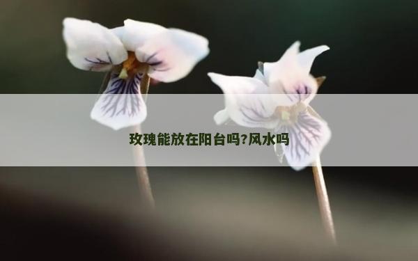 玫瑰能放在陽(yáng)臺(tái)嗎?風(fēng)水嗎