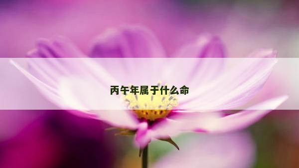 丙午年屬于什么命