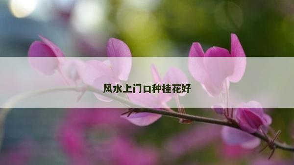 風(fēng)水上門口種桂花好